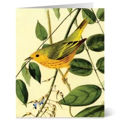 The Met Store Audubon Birds Notecards