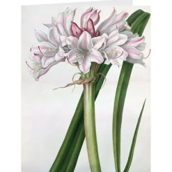 The Met Store Botanical Illustrations Notecards