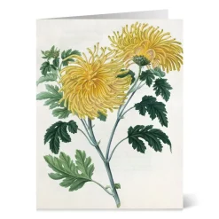 The Met Store Botanical Illustrations Notecards